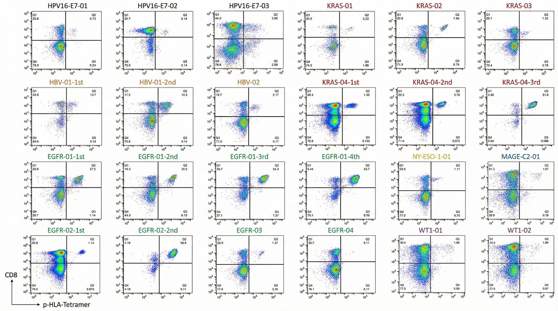 24组并行pHLA TCR筛选流式细胞数据